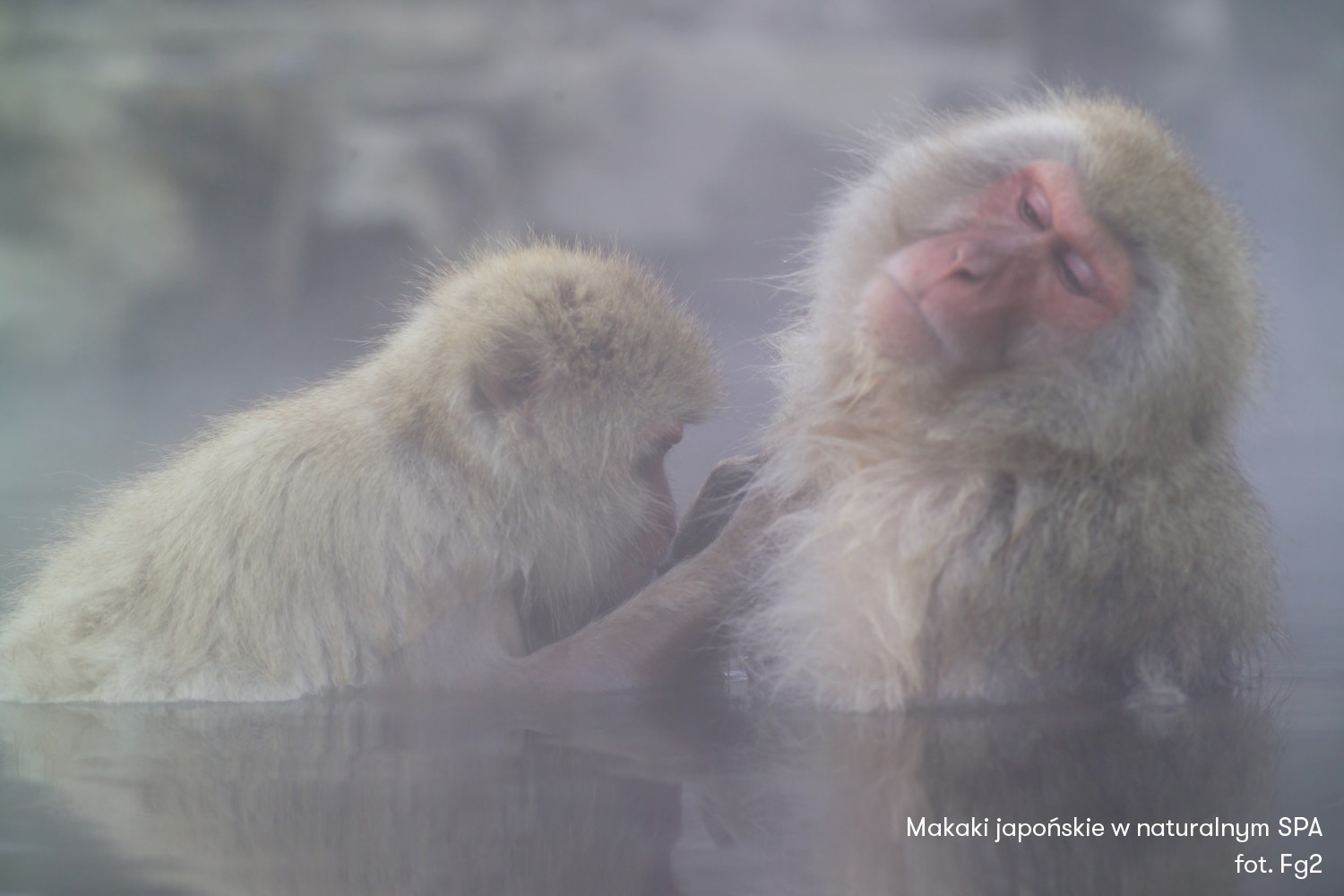 Makaki japońskie zażywające ogrzewającej kąpieli
